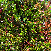 Empetrum nigrum GM P9.5