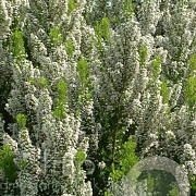 Erica arborea 'Alpina' GM P9.5