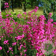 Erica cin. 'C.D. Eason' GM P9.5