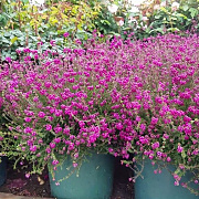 Erica cin. 'Eline' GM P9.5