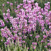 Erica cin. 'Sandpit Hill' GM P9.5