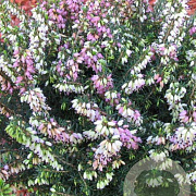 Erica darl. 'Furzey' GM P10,5