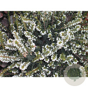 Erica darl. 'White Perfection' 10 cm C1