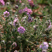 Erica tetralix GM C1.5 2 jarig 