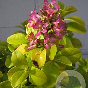 Escallonia laevis Pink Lemon 25-30 cm 2,0L