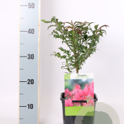 Euonymus alat. 'Compactus' 30-40 cm 2,0L