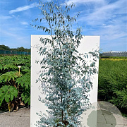 Eucalyptus gunnii Silverana 100-120 cm 35L