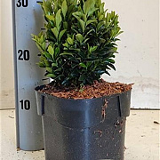 Euonymus jap. 'Green Spire' 15-20 cm 2,0L