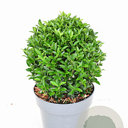 Euonymus jap. 'Green Spire' 25-30 cm P23 bol