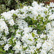 Exochordra mactrantha 'The Bride' 40-50 cm 3,0L