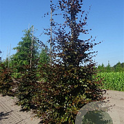 Fagus syl. 'Atropunicea' 10-12 HO container geveerd