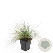 Festuca glauca 'Elijah Blue' 30-40 cm 2,0L