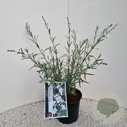 Gomphostigma virgatum 'Silver Butterfly' 55-70 cm 2,0L