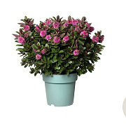 Hebe Vinoa Pink 20-25 cm 2,0L