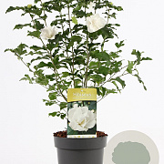 Hibiscus syr. 'Admiral Dewey' 40-50 cm 3,0L