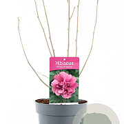 Hibiscus syr. 'Duc de Brabant' 40-50 cm 3,0L