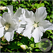 Hibiscus syr. Flower Tower White 80-90 cm 10L