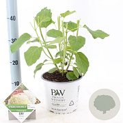 Hydrangea a. Strong Annabelle 40-50 cm 3,0L