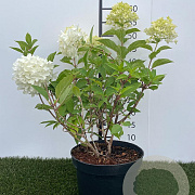 Hydrangea pan. Skyfall 40-50 cm 3,0L