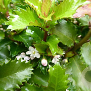 Ilex meservea 'Little Rascal' 40-60 cm 5,0L
