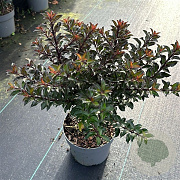 Ilex meserv. Gentle 40-50 cm 5,0L