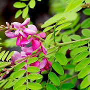 Indigofera heterantha 50-60 cm 20L