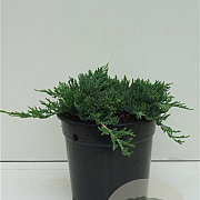 Juniperus h. 'Wiltonii' 25-30 cm 3,5L