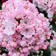 Kalmia lat. 'Tiddlywinks' 25-30 cm 3,5L