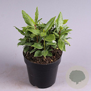 Laurus nobilis 40-50 cm 3,0L