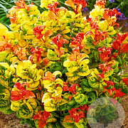 Leucothoe axillaris Curly Gold 30-35 cm 5,0L