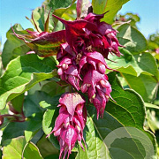 Leycesteria formosa 'Purple Rain' 60-70 cm 3,0L