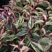 Leucothoe walteri 'Rainbow' 25-30 cm 2,0L