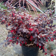 Loropetalum chinense 'Rouge de la Marjorie' 20-30 cm C1.5