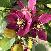 Magnolia figo 'Stellar Ruby' 60-70 cm 3,0L