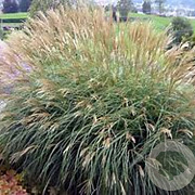 Miscanthus sin. 'Adagio' 100-110 cm 3,0L