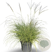 Miscanthus sin. 'Adagio' 80-100 cm 12L