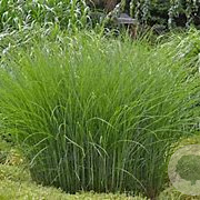 Miscanthus sin. 'Gracillimus' 30-35 cm 2,0L