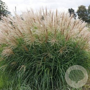 Miscanthus sin. 'Herman Mussel' 100-110 cm 2,5L