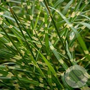 Miscanthus sin. 'Little Zebra' 50-60 cm 20L