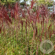 Miscanthus sin. 'Malepartus' 110-120 cm 12L