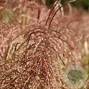 Miscanthus sin. Pink Cloud 70-80 cm 6,5L