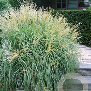 Miscanthus sin. 'Strictus Dwarf' 70-80 cm 6,5L