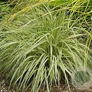 Molinia caerulea 'Variegata' GM 2,0L