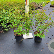 Neillia affinis 50-60 cm 20L