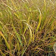Panicum virgatum 'Stäfa' 50-60 cm 12L