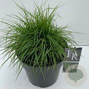 Pennisetum al. 'Hameln' 30-40 cm 12L