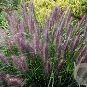 Pennisetum al. 'Redhead' 40-50 cm 3,0L