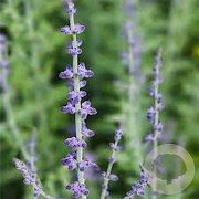 Perovskia atriplicifolia 'Prime Time' 20-25 cm 2,0L