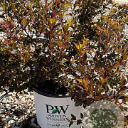 Physocarpus opulif. Tiny Wine 25-30 cm 3,5L