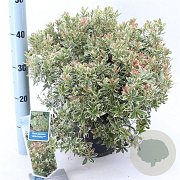 Pieris jap. 'Little Frosty' 30-40 cm 5,0L